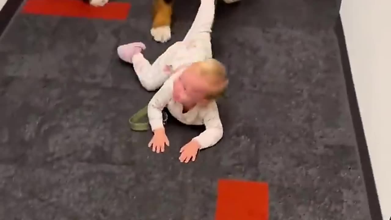 Dogs Just Being Dogs