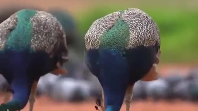 Beautiful birds, beautiful peacock and the soul touching sounds of brids