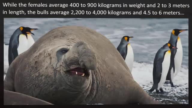 Top 10 largest animals in the world!!!
