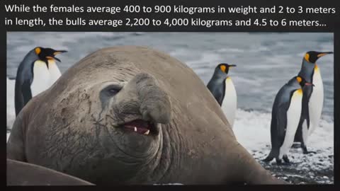 Top 10 largest animals in the world!!!