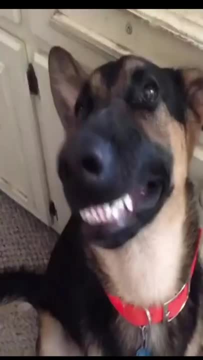 .beautiful dogs smiling and happy and funny #shorts