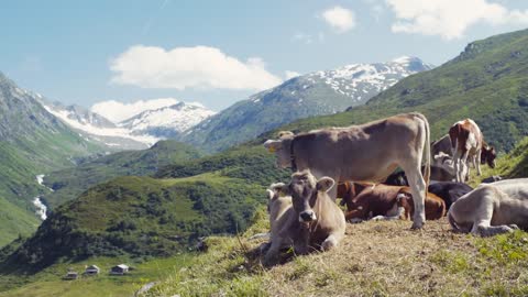 A herd of Alpine cows resting and gazing on the green hills of Alps