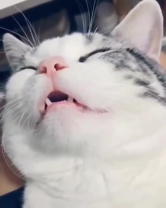 The sound of this cat sleeping