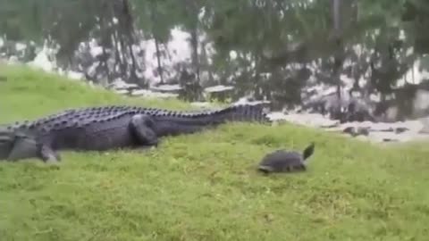 Crocodile is trying to eat the turtle but could not eat