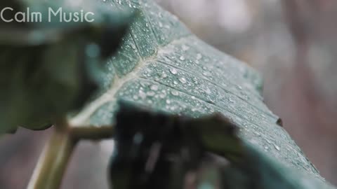 5 min rain and flute sound _ stress relief meditation music