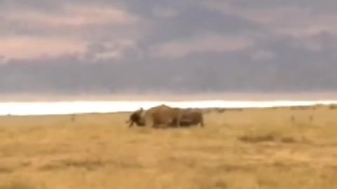Hyenas hunting wildebeest, put down after began to eat