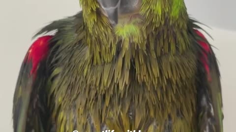 So beautiful parrot 🦜🦜