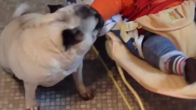 Cute baby and funny dog videos compilation
