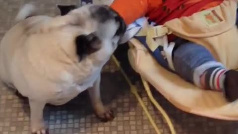 Cute baby and funny dog videos compilation