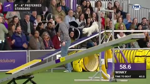 Watch 5 Of The Best WKC Dog Show Moments To Celebrate National Puppy Day FOX SPORTS