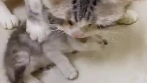 cute cats fighting over food | Tik Tok