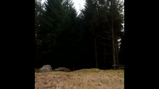 Forest in England. Ancient site.