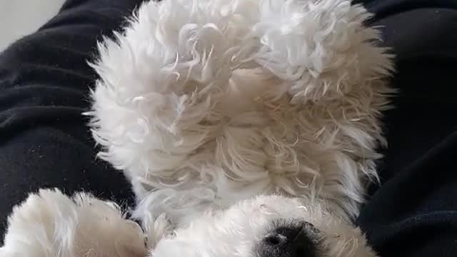 lovely puppy