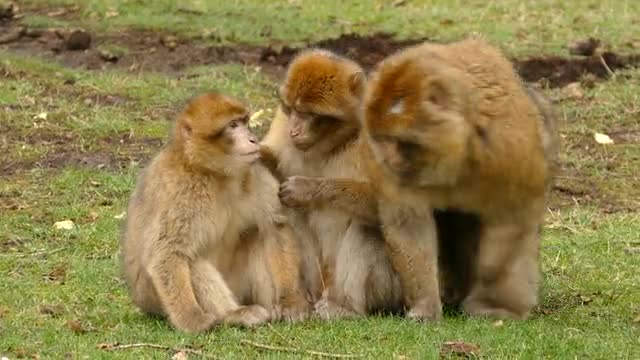 Three monkeys🐒🐒🐵🐵 having a fun