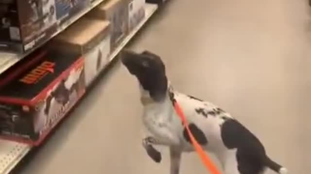 Training to dog most funny video