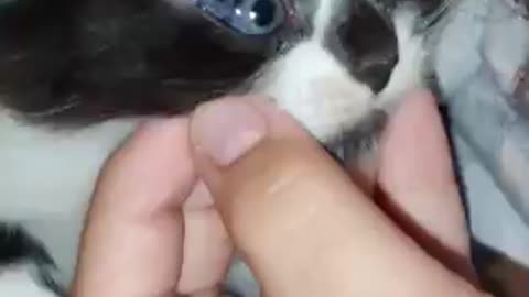 Kitten Has a Third Eye