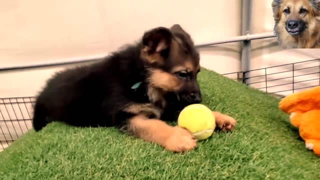 German shepherd puppies 8 weeks and dad play