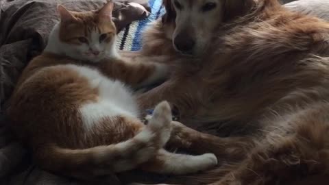 Dog and cat sitting comfortably