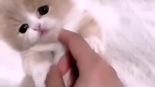 9.just cute😍❤#cutecat