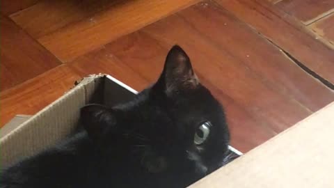 adorable cat chills with twitters
