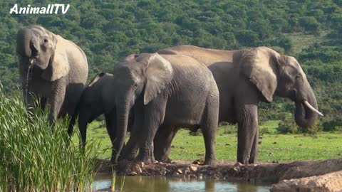 beautiful elephants in the forest happy