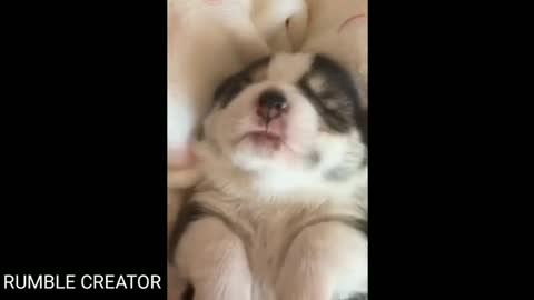 Funniest Cats and Dogs 🐱🐶 Part 1 #funnyvideo #catvideo