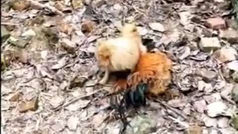Chiken fight dog
