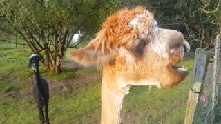 Funny Alpaca eating apples