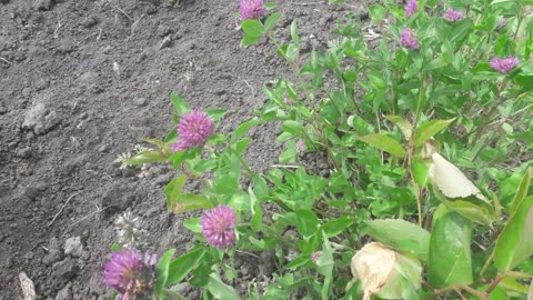 Wild clover for you