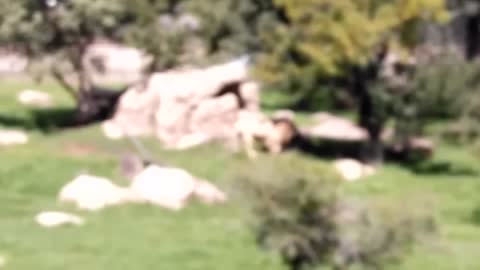 ZOO ANIMALS (Lion, Tiger, Cheetah, Hyena, Bear & Hippo)