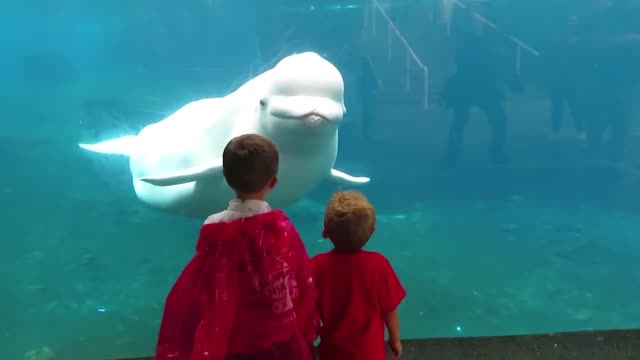 Comedy funny video children in zoo