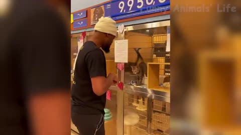 Best Funny Animal Videos 2022 😂 - Funniest Furry Friends 😻