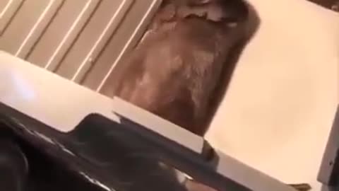 Animais super fofinho