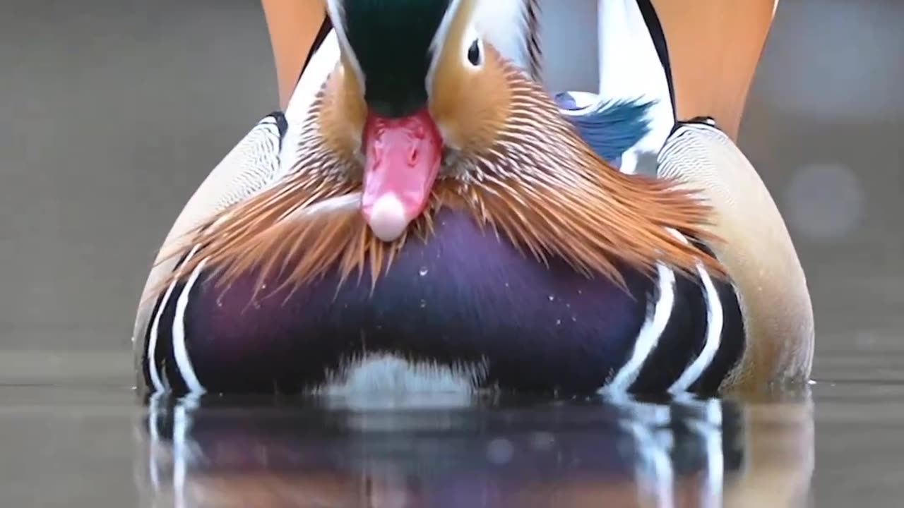 Beautiful Mandarin Duck #shorts #shortsvideo #video #viral