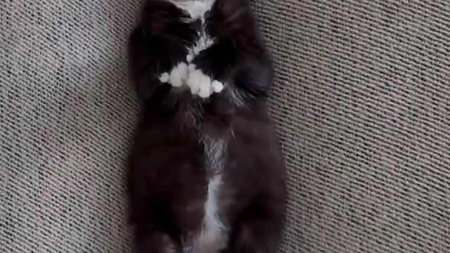 "Jack claimed the space between the cushions as hers!