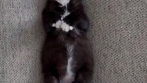 "Jack claimed the space between the cushions as hers!