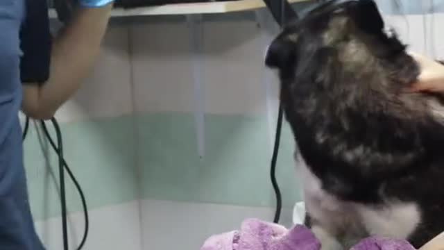 Dog vs Cat vaccination