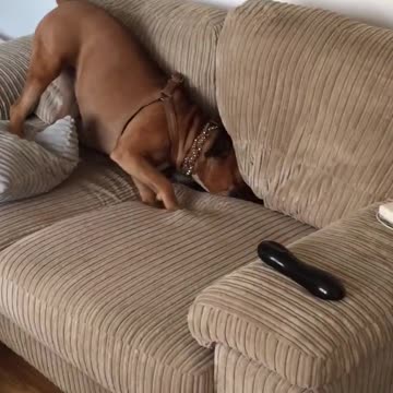 Perro demuestra la emoción por caminar de un modo muy peculiar