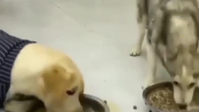 Hunger is an infidel This dog cannot wait until he wastes his meal