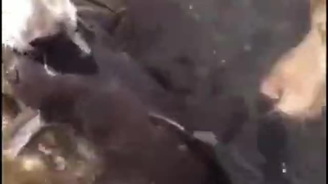 A dog that helps the owner catch fish😍 I love this dog