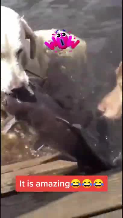 A dog that helps the owner catch fish😍 I love this dog