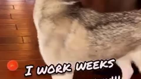 Funny dog videos to take a bath #30!!!