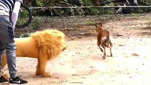 Trick Dog Funny and phony Lion and Fake Tiger Prank To canine