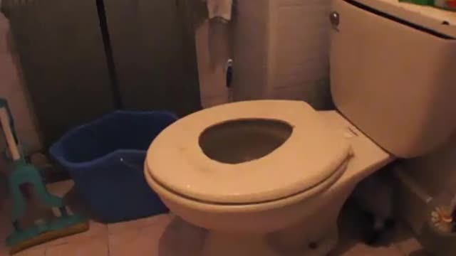 Teaching cats the use of the toilet