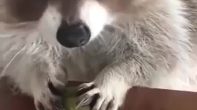 Raccoon Loves Her grapes