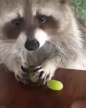 Raccoon Loves Her grapes