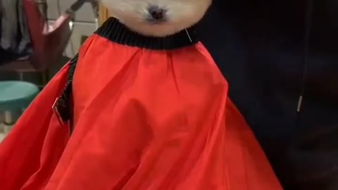 Puppy Hair Dressing