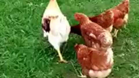 funny animas cock attacks all very funny