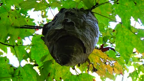 Wasp Nest