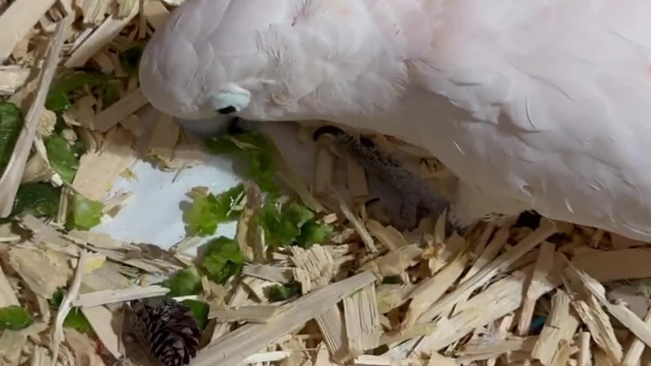 Misha the Cockatoo's Hilarious Cleaning Adventure! 🧹✨